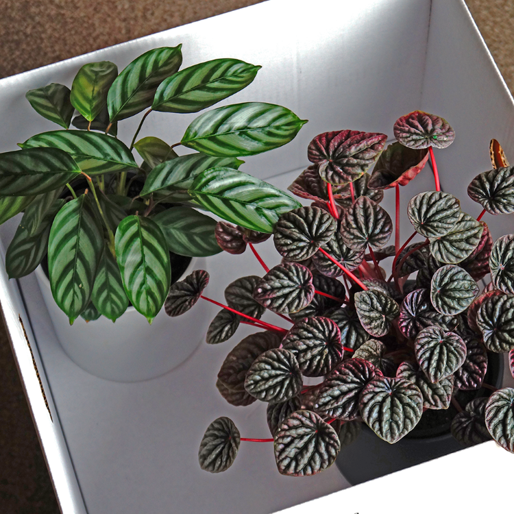 houseplants in gift box South Island delivery