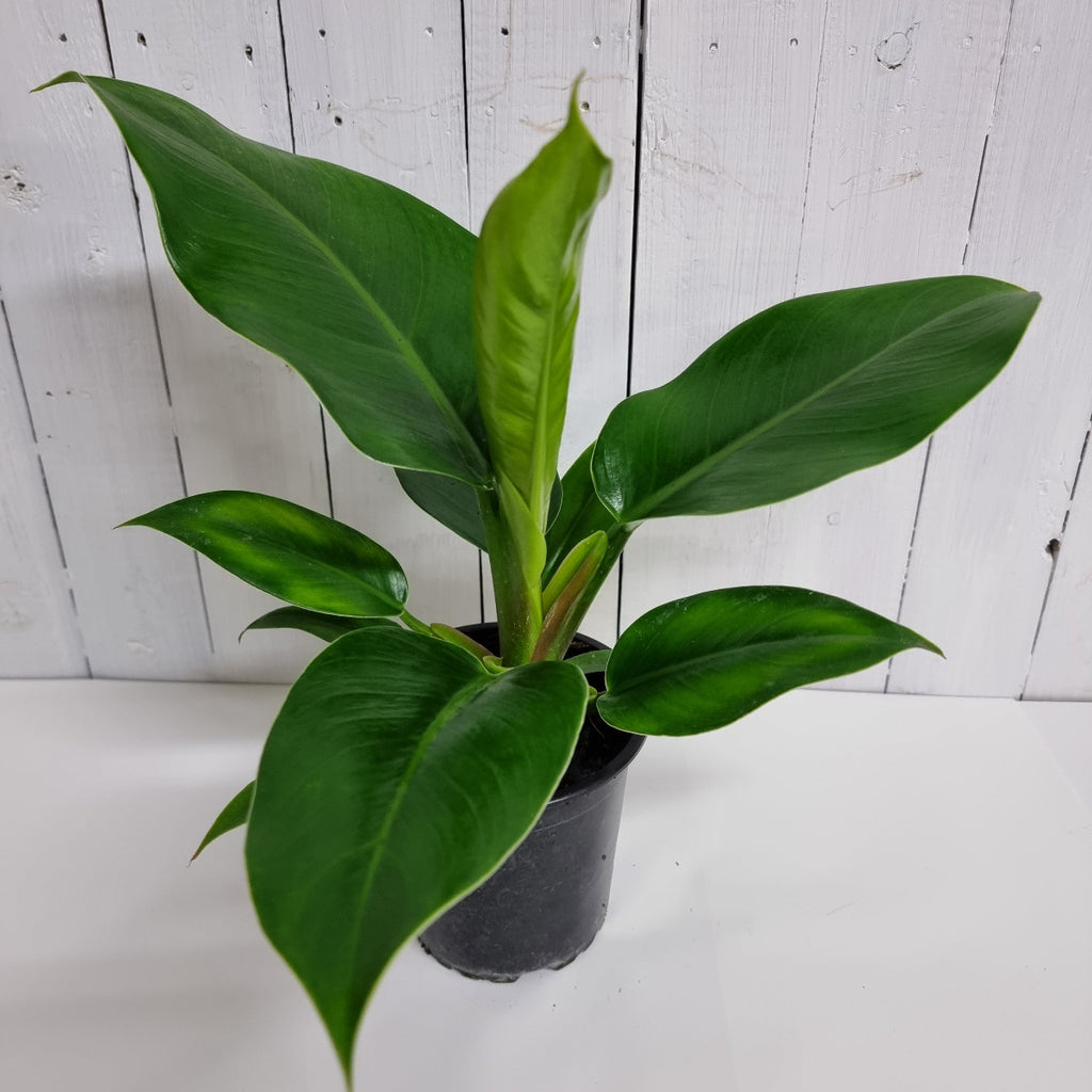 Imperial Green houseplant Moffatts online gift 