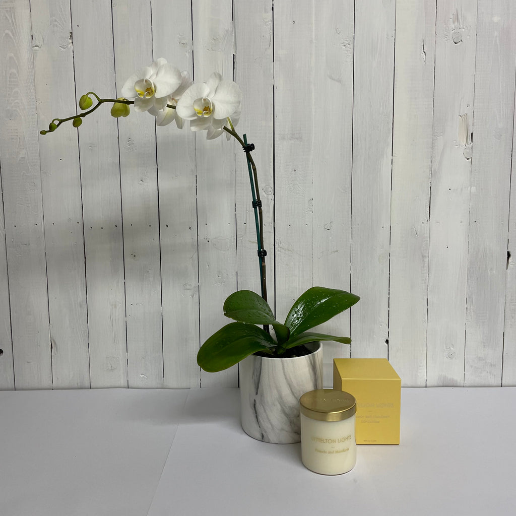 orchid in a pot gift Moffatts online plants