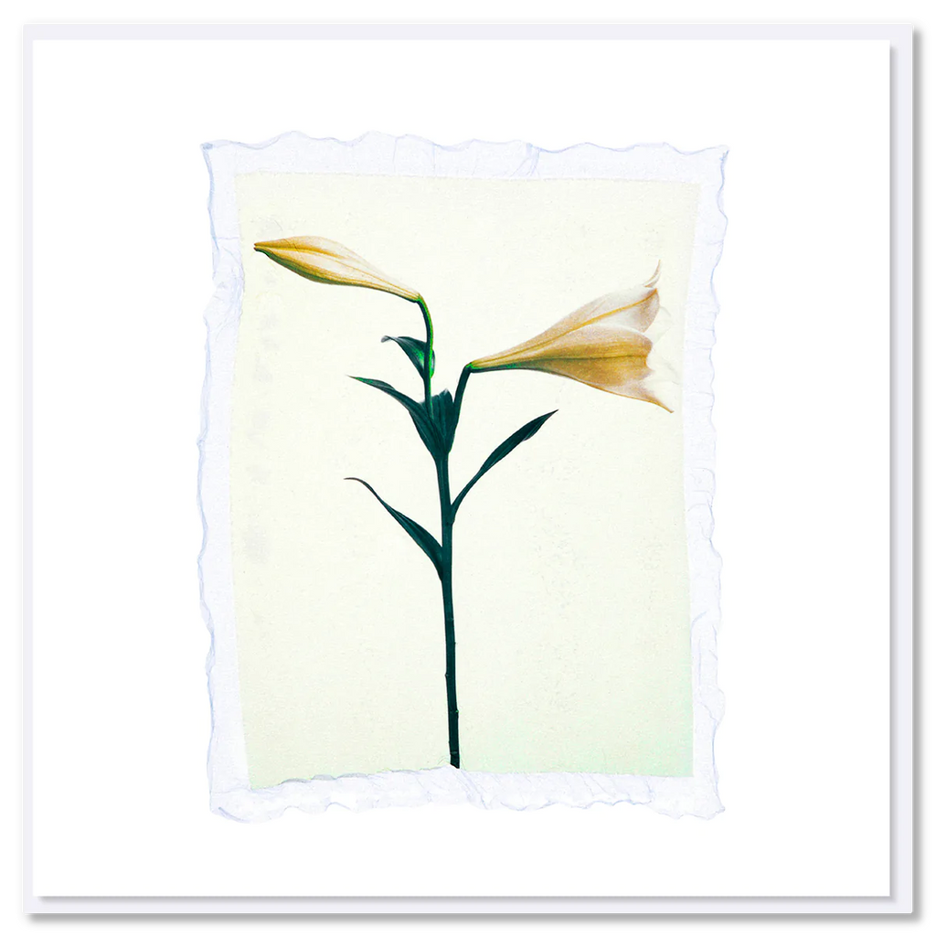 best greeting cards moffatts flowers chch