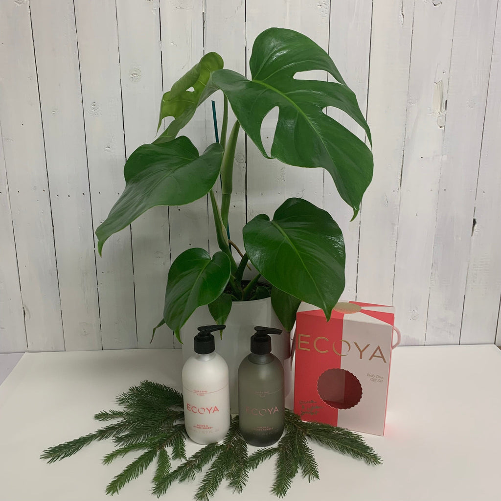 Monstera Deliciosa ecoya gift bundle shop and online