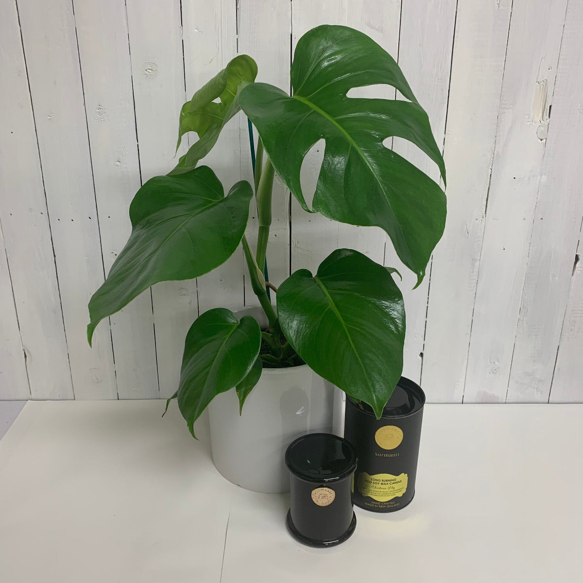 Monstera & Surmanti Gift Bundle Moffatt's Flower Company