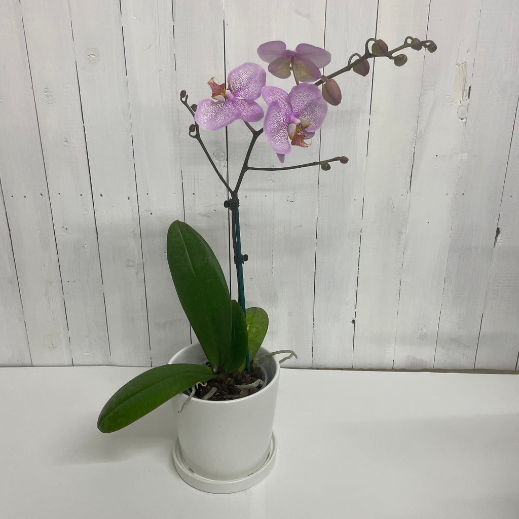 purple Phalaenopsis orchid gift south island moffatts online