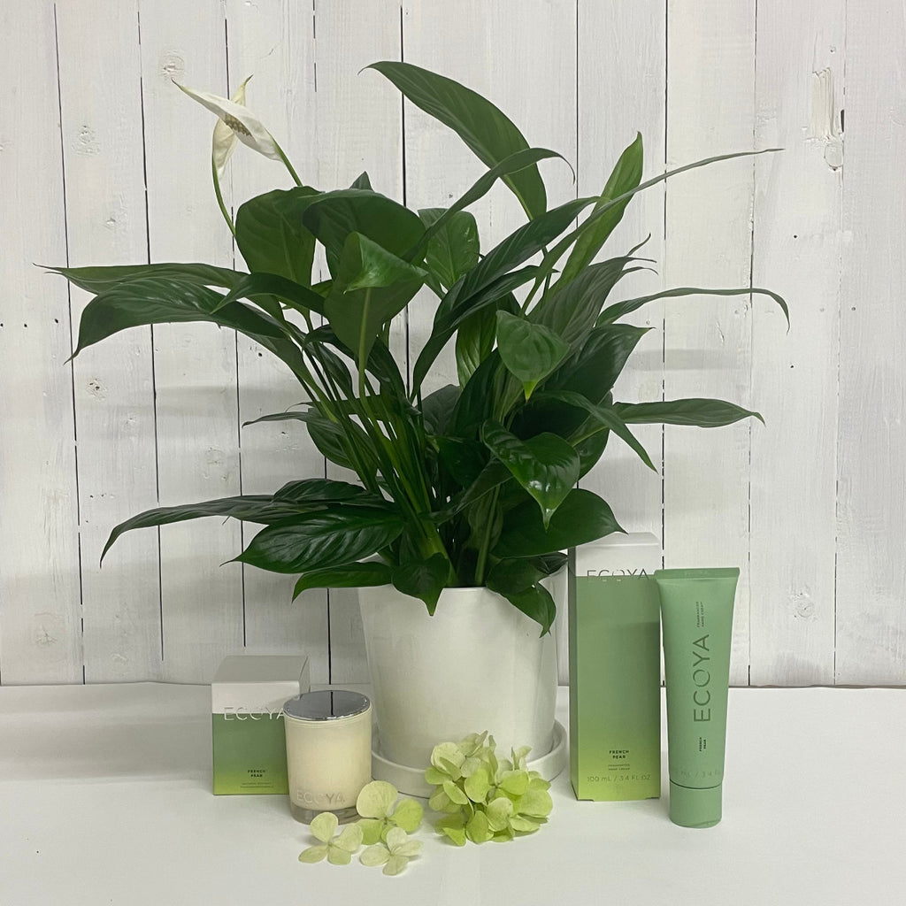 gift online peace lily Ecoya hand cream and candle south island delivery
