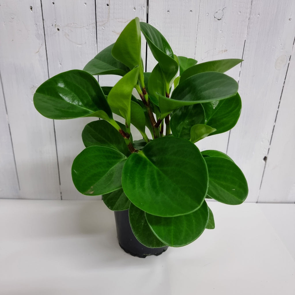 Peperomia Obtusifolia easy care houseplant Moffatts Online plants and gifts