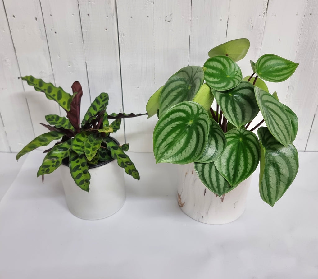 Buy Indoor Plants Online NZ Moffatts Flower Company New Zealand