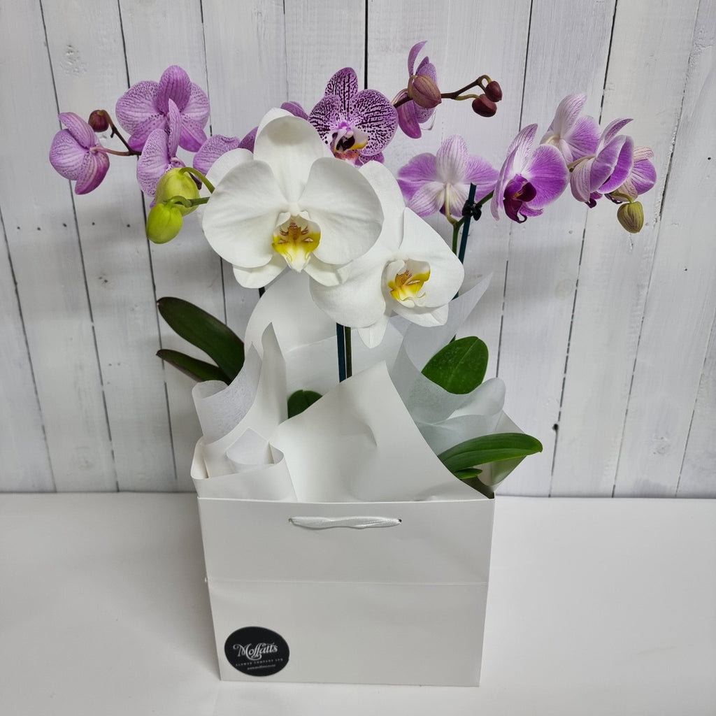 Phalaenopsis Orchid Bundle gift Moffatts