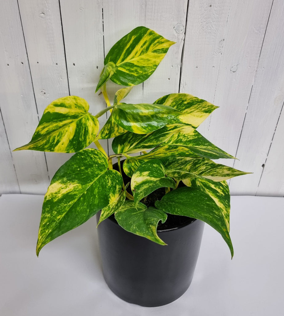 golden pothos in black pot for sale online