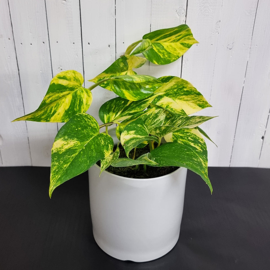 golden pothos in white pot for sale christchurch