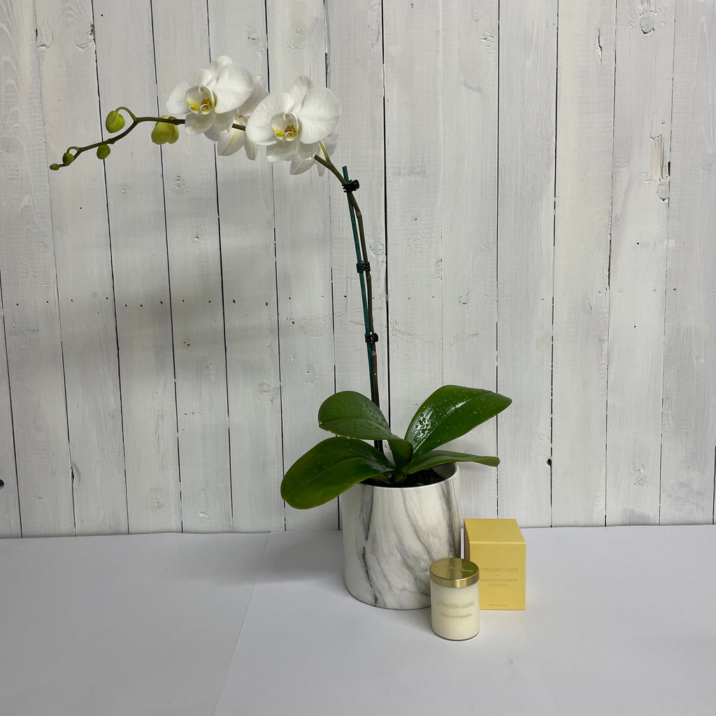 Orchid in pot gift set gifts online moffatts south island delivery