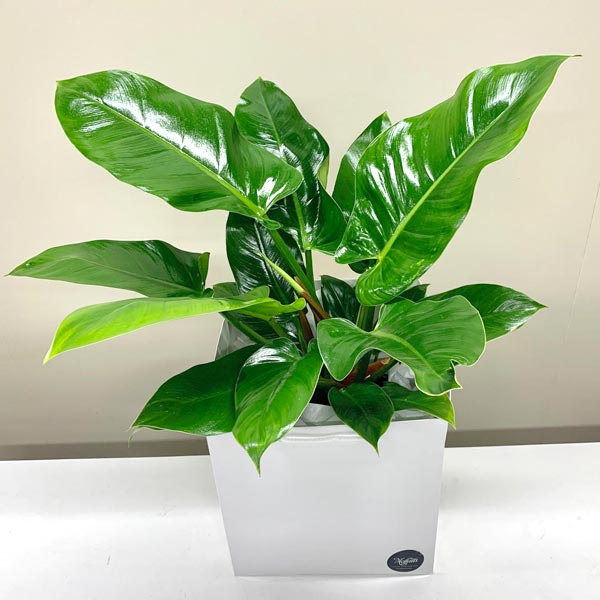 Philodendron imperial green chch