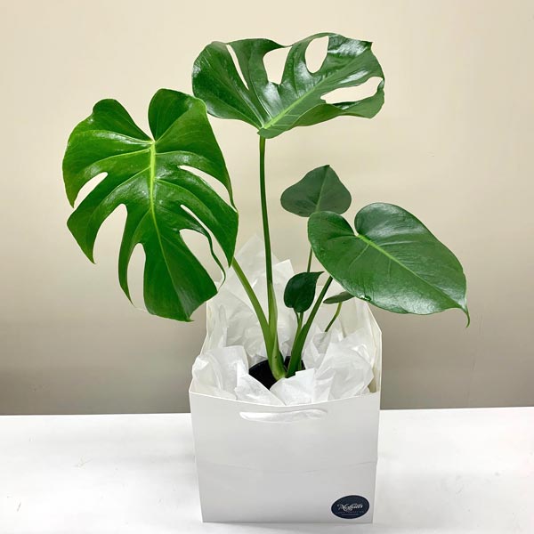 monstera deliciosa house plant south island delivery