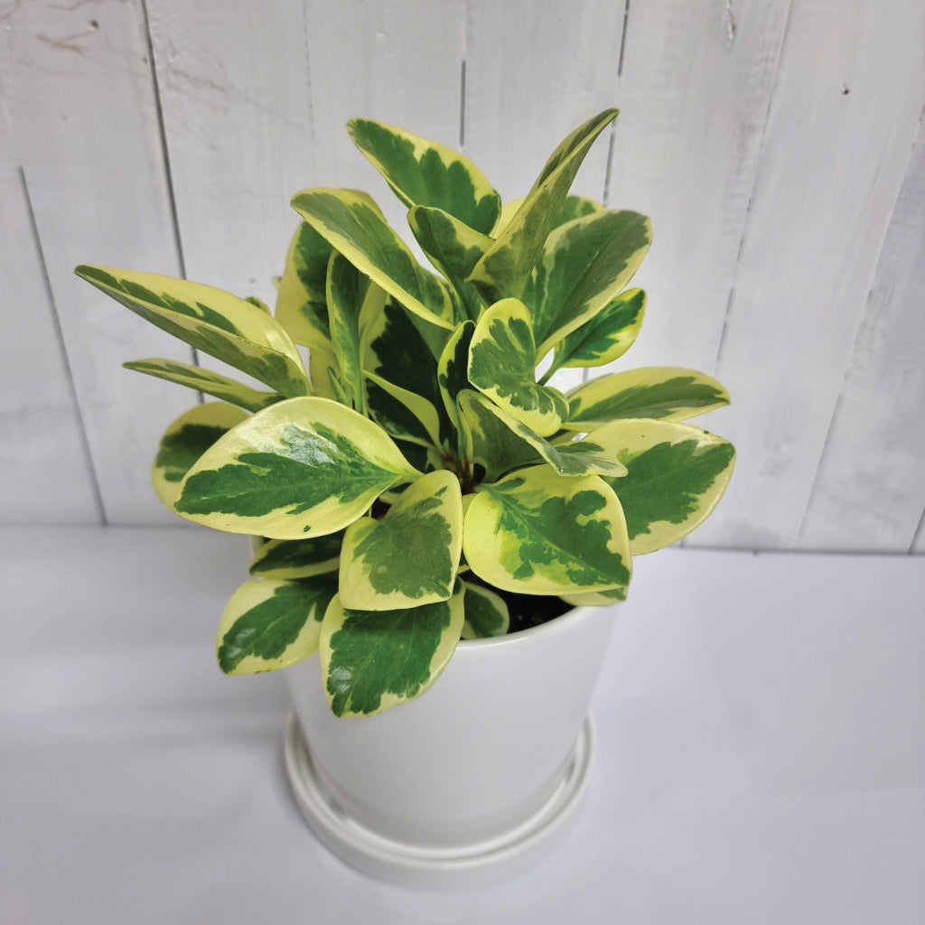 Variegated Peperomia Obtusifolia online Moffatts